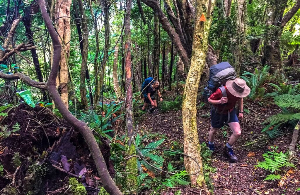Trampers walking up leaf littered Kapakapanui track through NZ native bush, tree trunks and supplejack in foreground with a few ferns growing from the ground